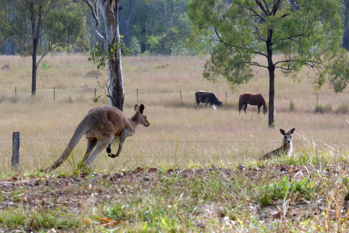 Eastern Grey Kangaroo Cloyna, Qld Sept