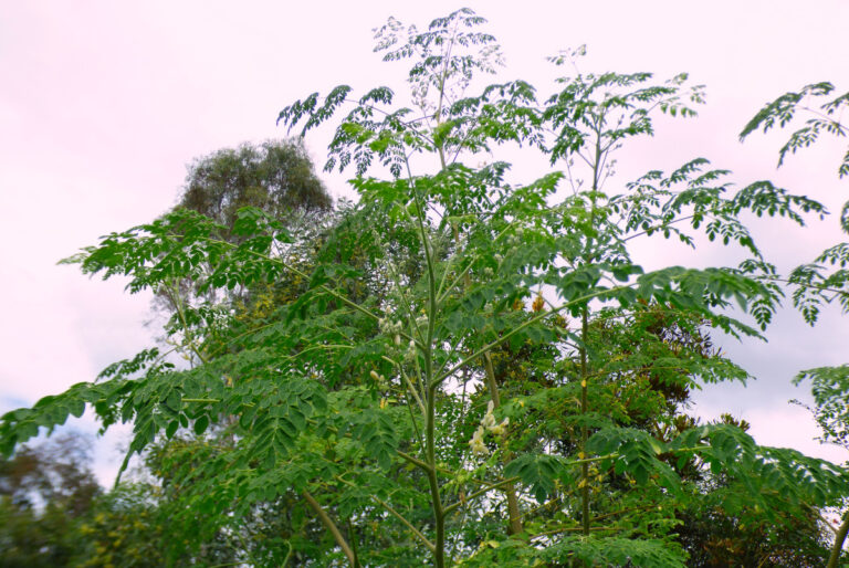 Thoughts on Climate Change and Moringa Trees