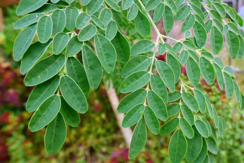 P1600443