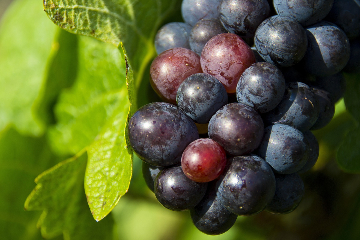 Grapes 1293173