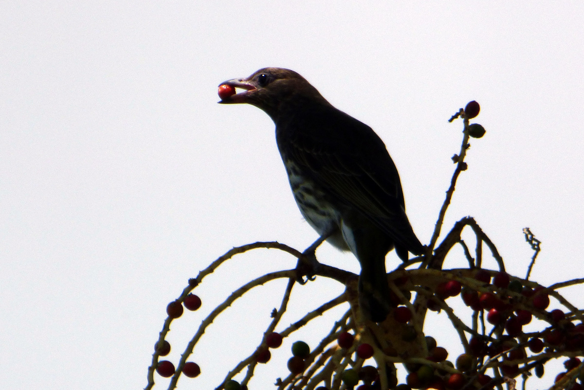 Australian Figbird Glasshouse, Qld Oct